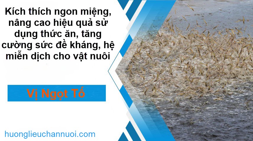 Vị Ngọt Tố (Feed Sweetener)